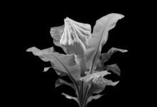 Plantas Carnívoras - Fotografias b/n 35x35 cms